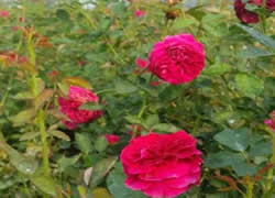 �����¼�