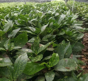 ����ɺ��