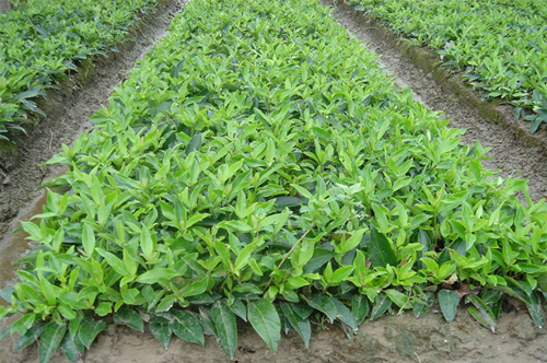 ����(gu��)����